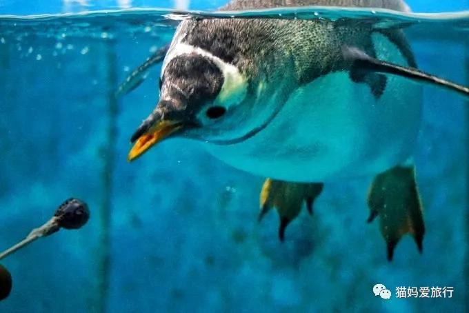 齐河附近带孩子自驾游景点,周边亲子游齐河