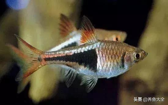 适合裸缸养的中小型热带观赏鱼,水草缸小型热带鱼