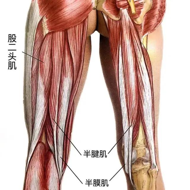 大腿前侧凸起一块肉怎么回事,大腿前侧突出什么样子
