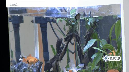 古本易筋经十二式练习,道家千年不传之秘快速补肾法