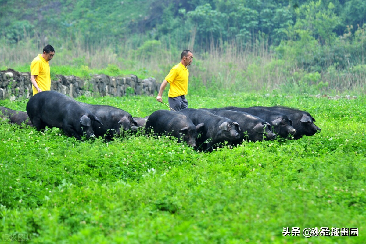 生态农业的优势及前景,生态农业发展存在的问题