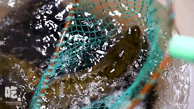 性价比高的自助火锅,昆明最便宜的鱼火锅