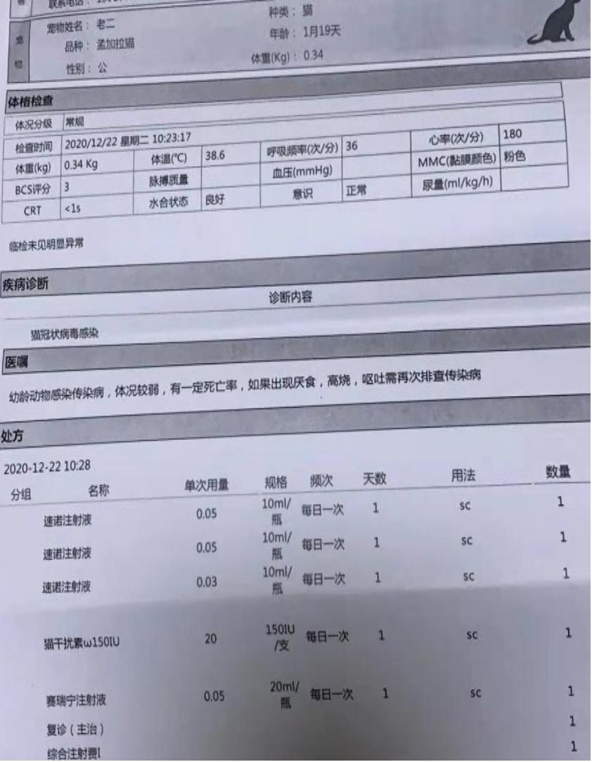 猫感染了新型冠状病毒啥症状,猫感染了新型冠状病毒有什么症状