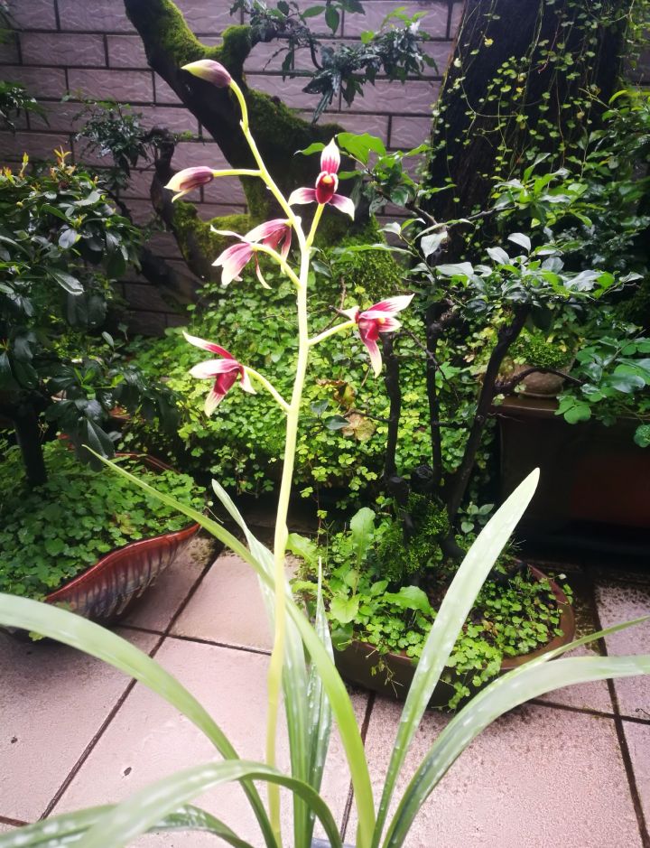 价值上百万一苗的秋榜红素，直接成为今年兰市的风向标