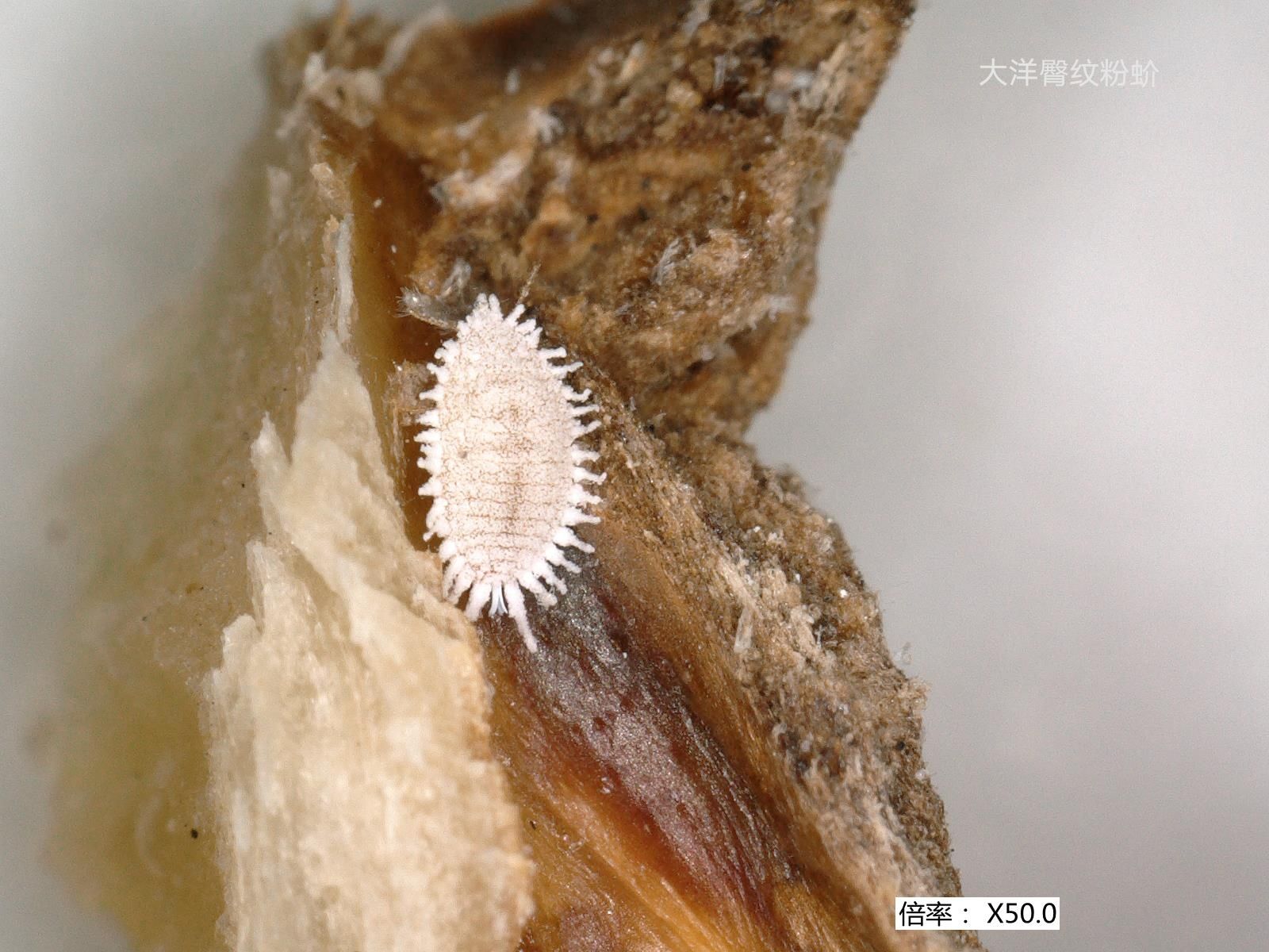 桔臀纹粉蚧,桧柏臀纹粉蚧