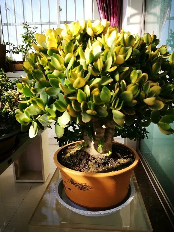 玉树怕晒,玉树怕冷怎么办