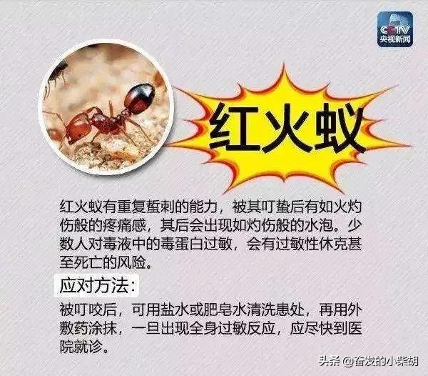 如果遇到红火蚁应该如何自救,红火蚁入侵要小心专家帮你划重点