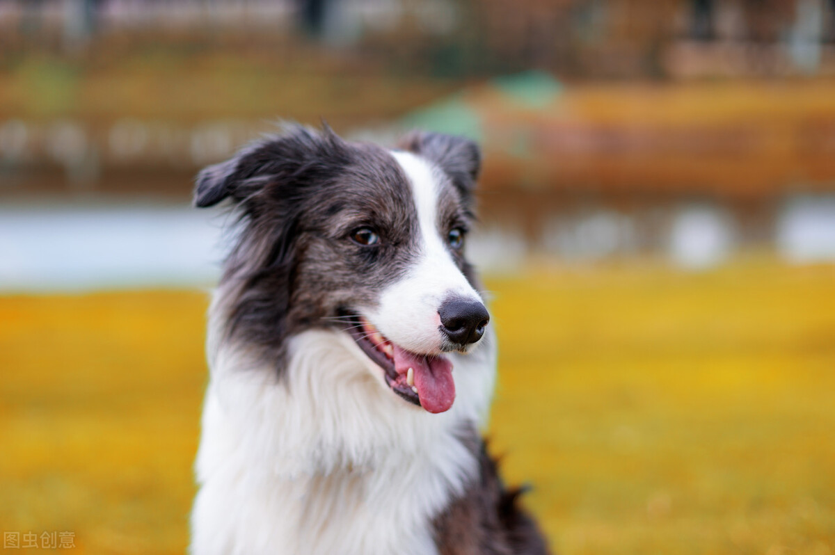 汪星人的常见疾病图片,狗犬常见病