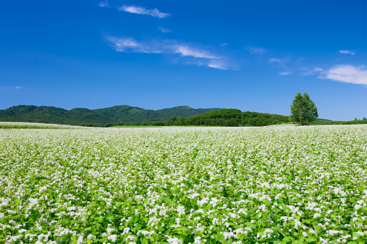 自律女孩每天都喝一杯苦荞茶,苦荞茶美容养颜