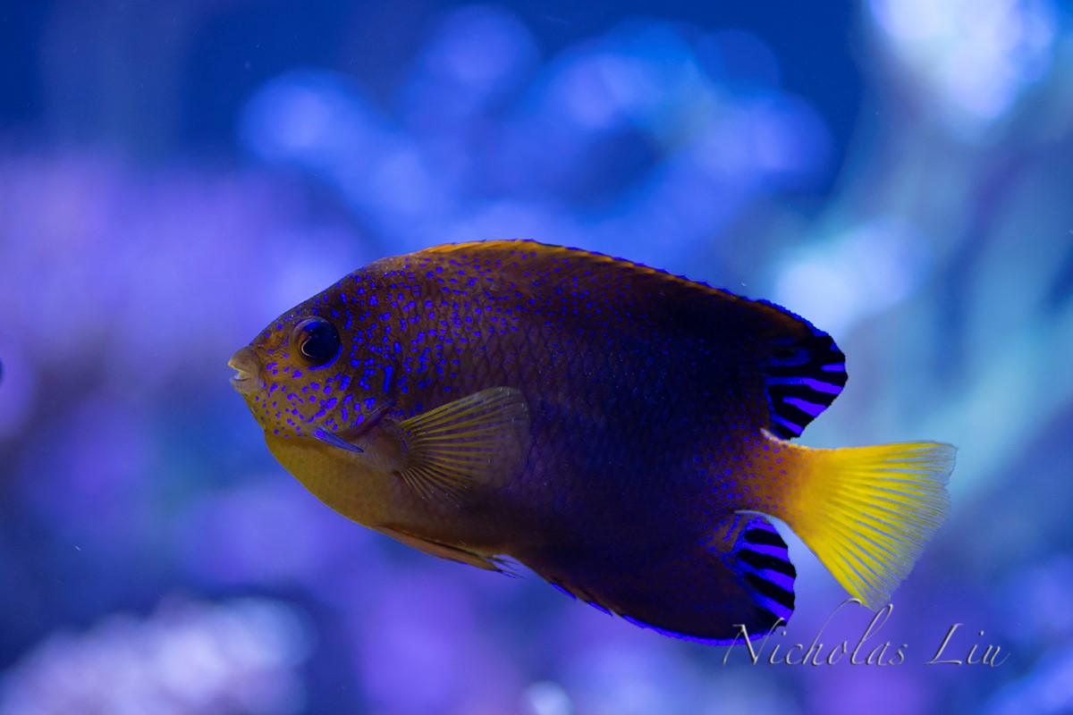 经典海水礁岩生态缸分享，180×120×60厘米三面观赏海缸