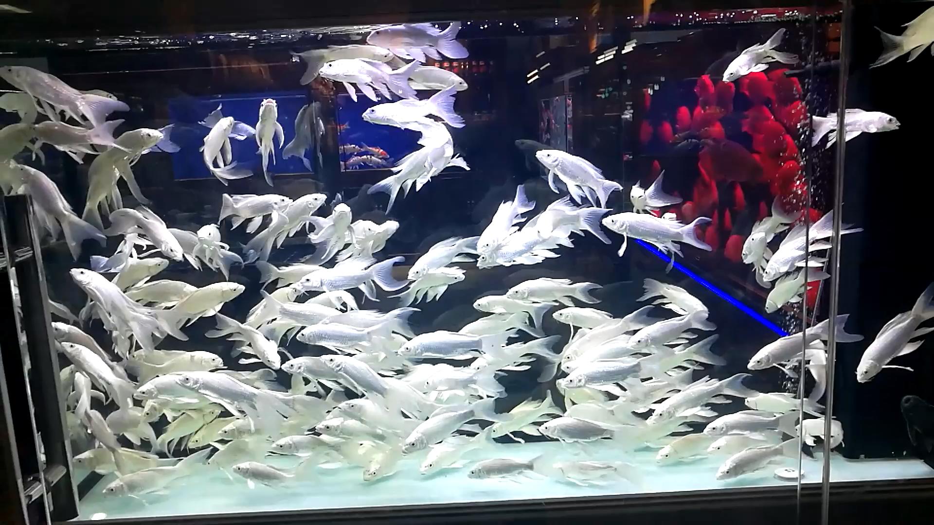 怎么让鱼缸大量爆绿藻而不是褐藻,鱼缸褐藻彻底清除的有效方法