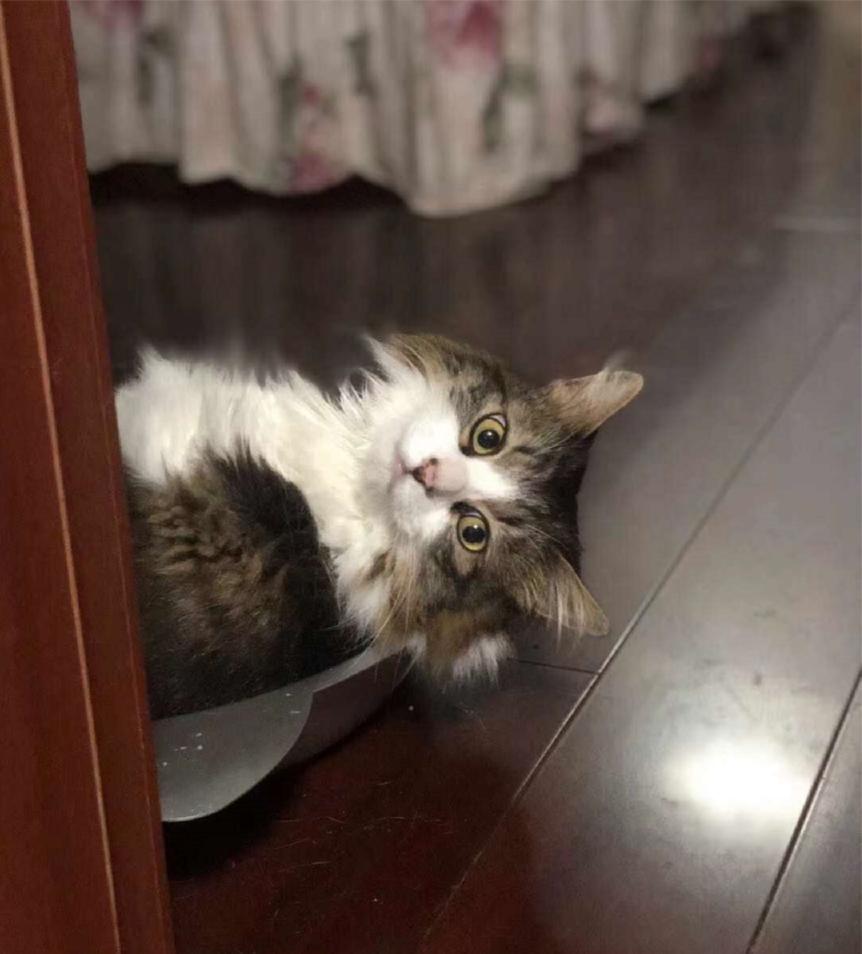 推荐猫粮养胖,经济又实惠的好猫粮推荐