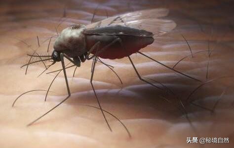 其实最毒的蚊子你被哪种蚊子咬过,被蚊子咬后如何判断是否是毒蚊子