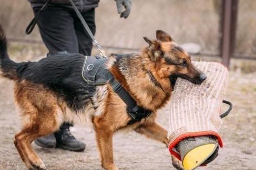 德国牧羊犬适合小孩子养吗,德国牧羊犬养公的还是母的好