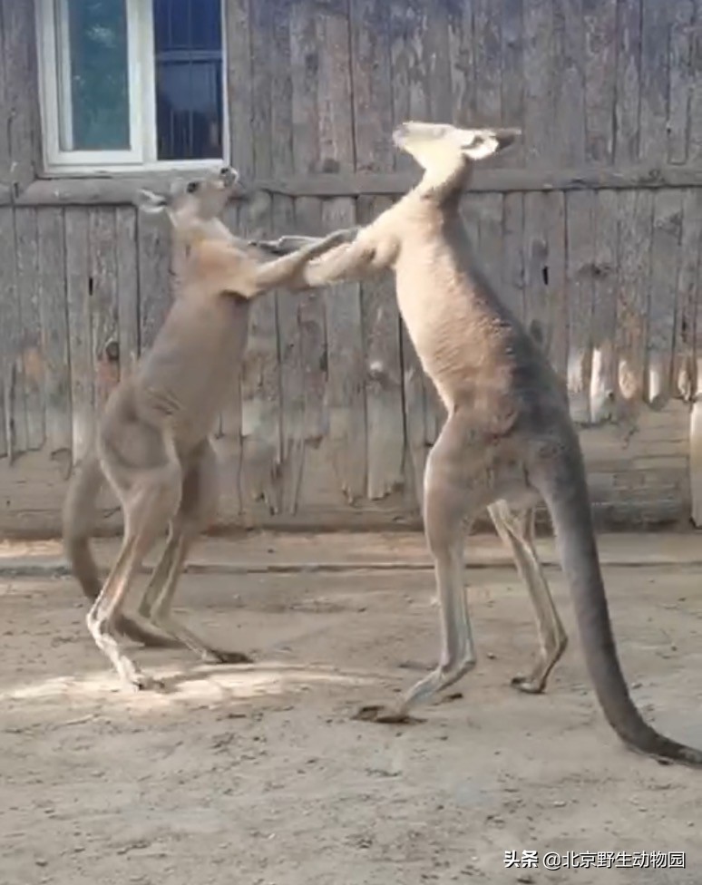 袋鼠摇手是什么原因,袋鼠摇手是动作吗