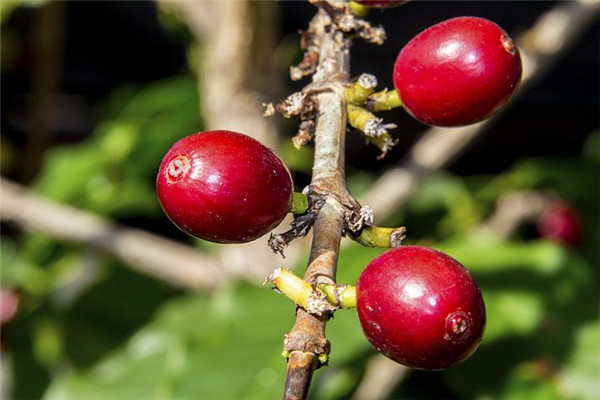 红心火龙果和白心火龙果怎么选,红心火龙果和白心火龙果区别