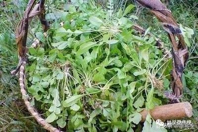 送往班车上的野菜「闰土」