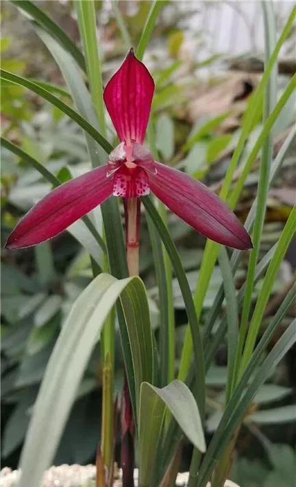 贵州早年下山的一颗血红花春兰,曾千金难买一苗