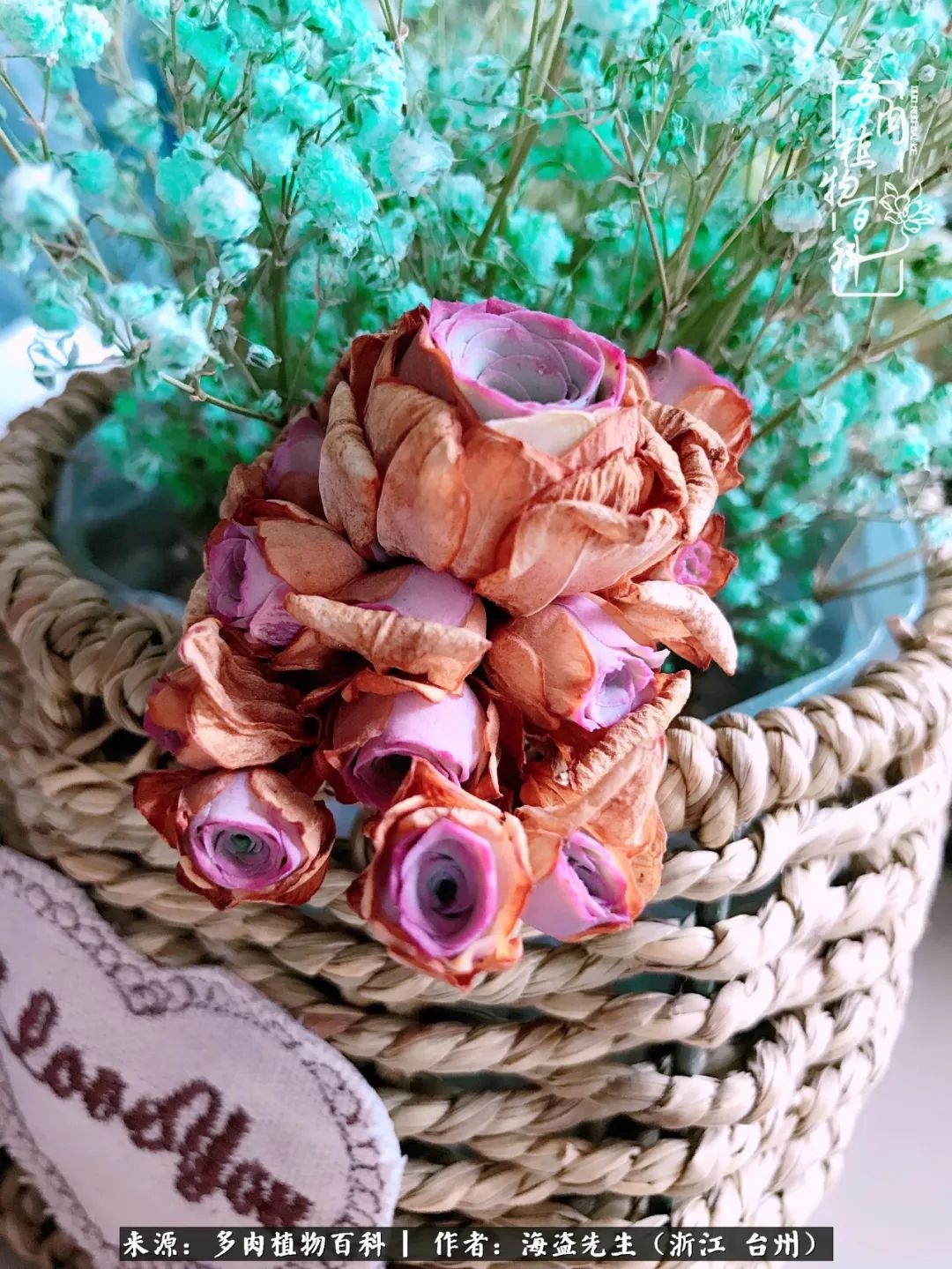 山地玫瑰养护顺口溜,山地玫瑰的养护种植注意事项视频