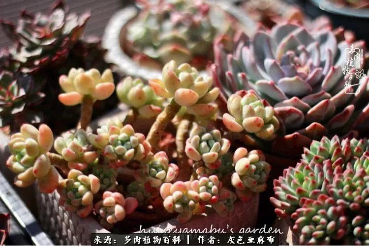 许我向你看,许我向你看演唱