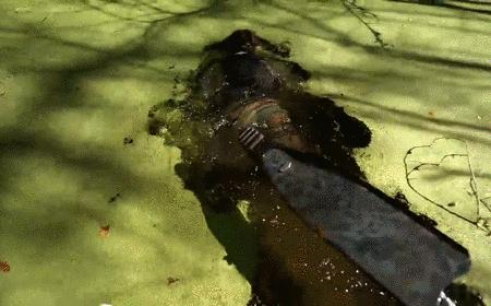 本以为是个恶心的臭水塘，没想到水下居然美到炸裂