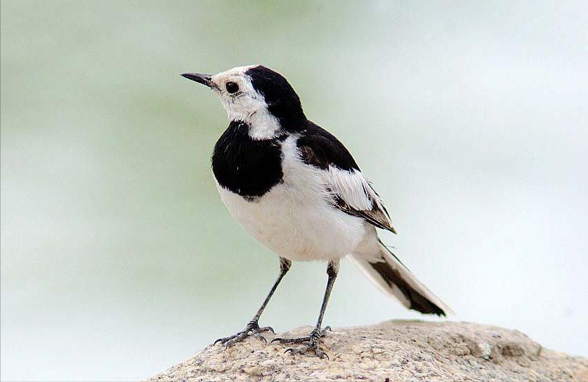 广东常见鸟类图谱和名称图文,东江揽胜鸟类