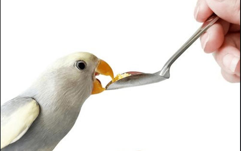 鹦鹉怎样喂养及注意事项,腮红鹦鹉喂养