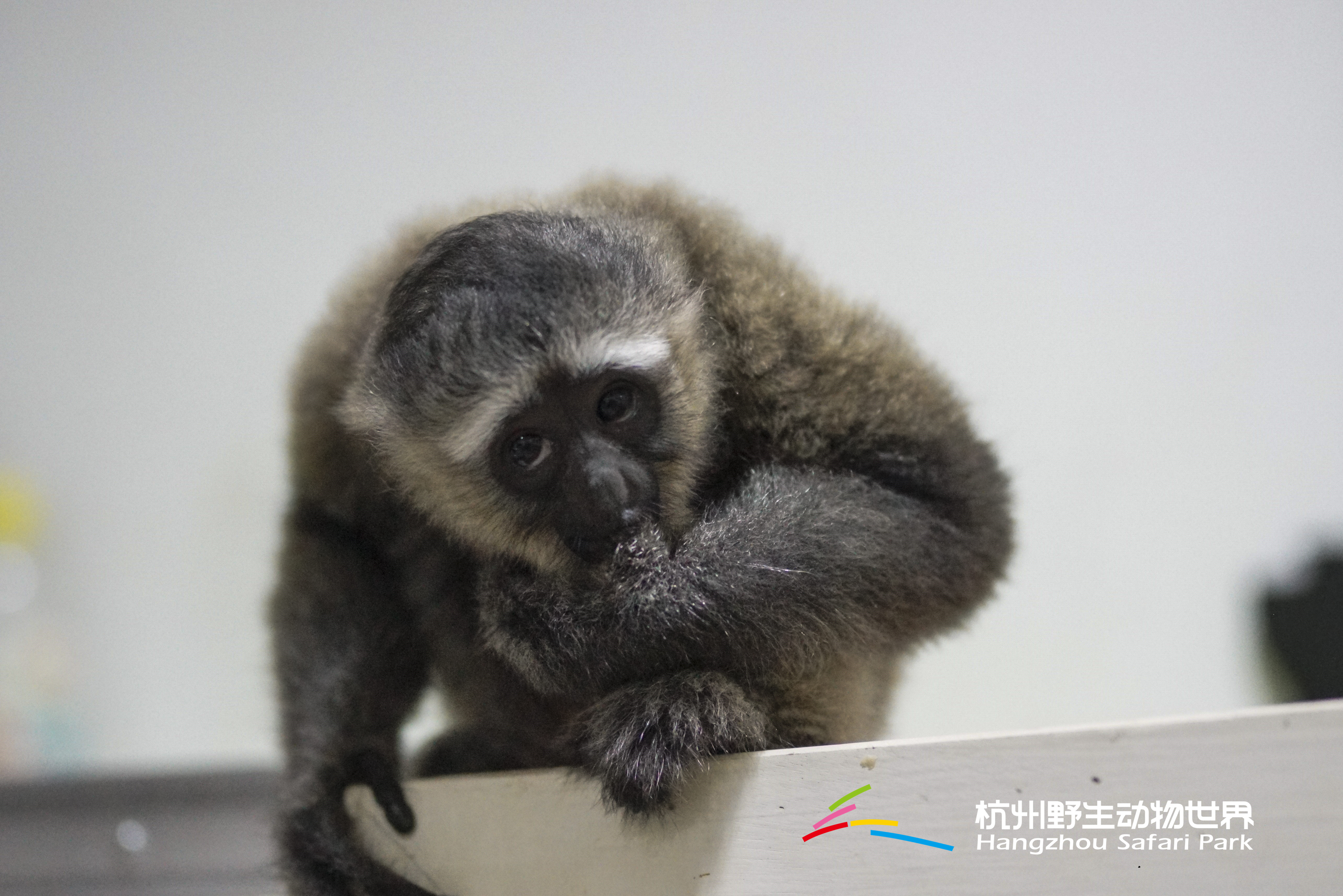 长臂猿女生,长臂猿女孩