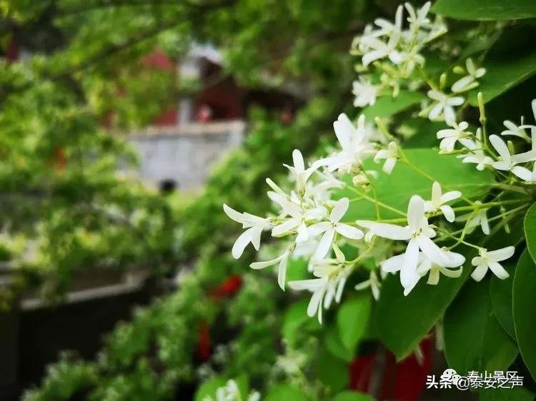 三月三蟠桃会王母娘娘聚群仙,又是一年三月三王母娘娘蟠桃会