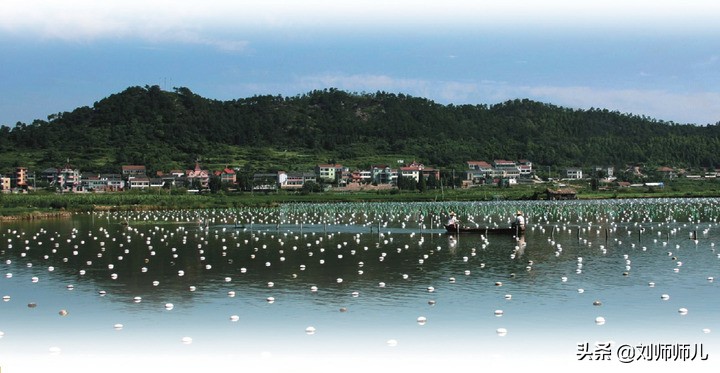 淡水珍珠怎么保养更亮,淡水珍珠真假辨别方法