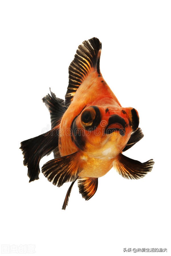 养金鱼应该注意哪些饲养建议,泰狮金鱼的养殖方法和注意事项