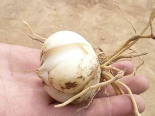 室内用水栽培大蒜的方法,刚种下的盆栽大蒜能晒太阳吗