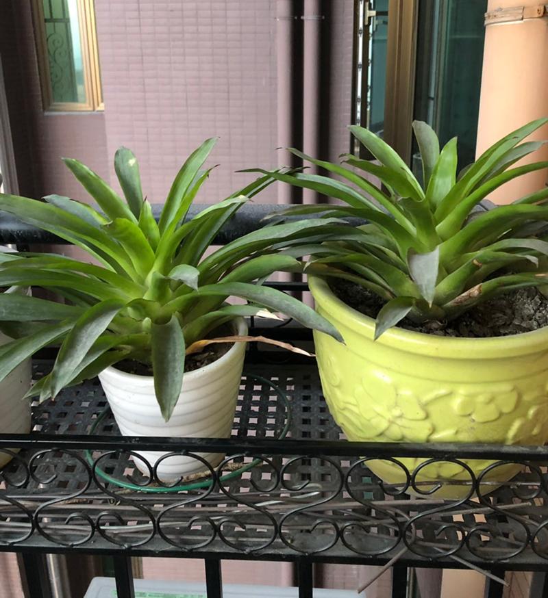 鸿运当头红色的叶子开始发绿,鸿运当头的叶子卷曲养殖方法