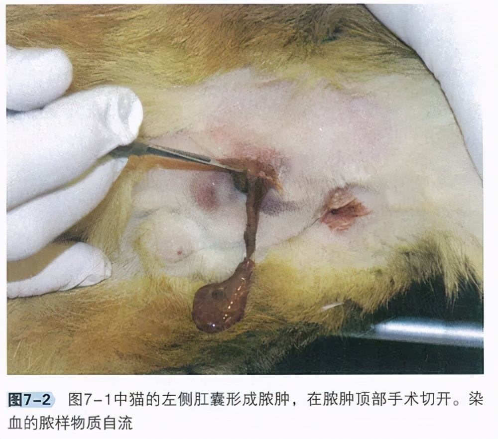 猫咪的臭臭正常是什么样子的,猫咪会对别的猫咪的气味敏感吗