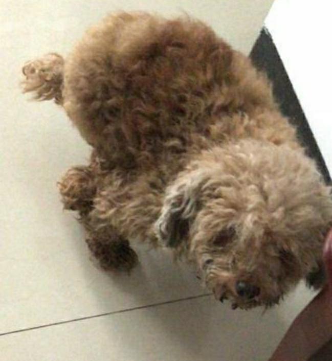 狗狗难产主人帮忙接生,狗狗生小狗必须打催产针吗