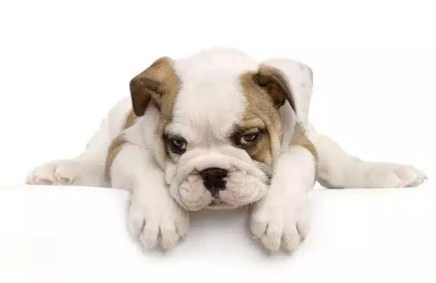 45种狗狗,45种狗类