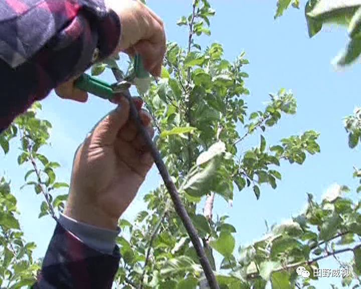 夏季修剪树切口抹什么,夏季修剪全过程视频