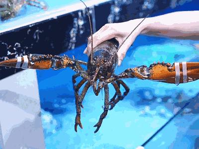 今年进口海鲜市场价格,进口海鲜市场