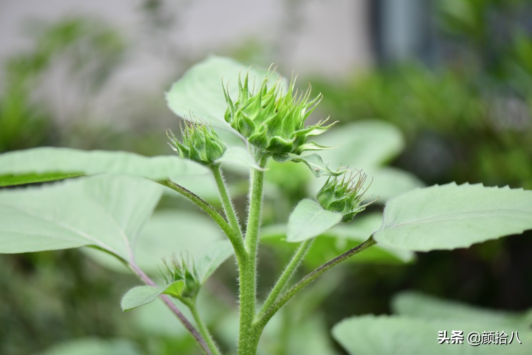 这个夏天我在花园里种向日葵|园丁