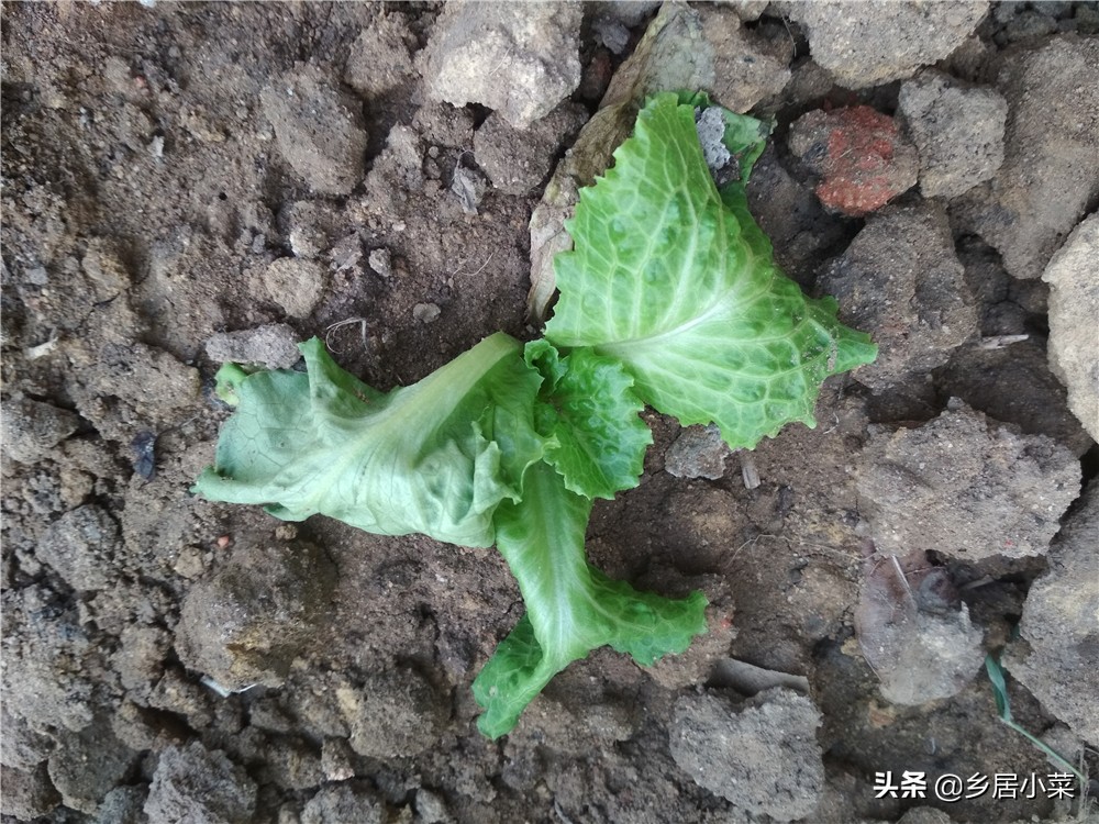 夏季种菜总是刮大风怎么办,刮台风对菜地有什么影响