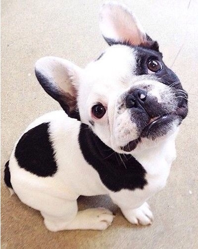 法国斗牛犬容易得什么病怎么预防,法国斗牛犬掉毛严重吗