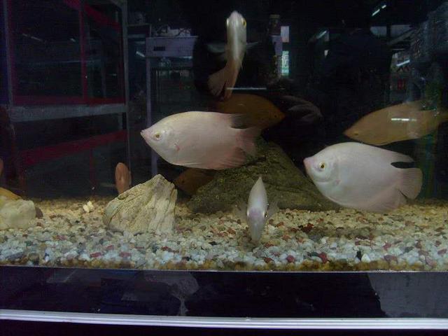 在实体店买的观赏鱼不给退吗,市场上卖的常见观赏鱼