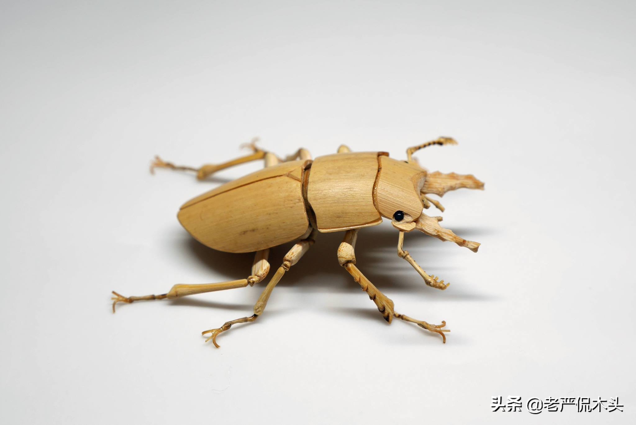 昆虫标本树脂竹节虫,昆虫标本制作竹节虫