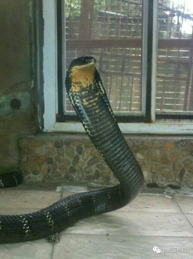 蛇如何升级为龙,可以升级的蛇