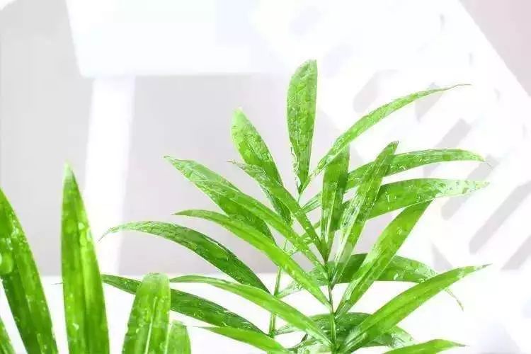 袖珍椰子最佳观赏期,阳台袖珍椰子