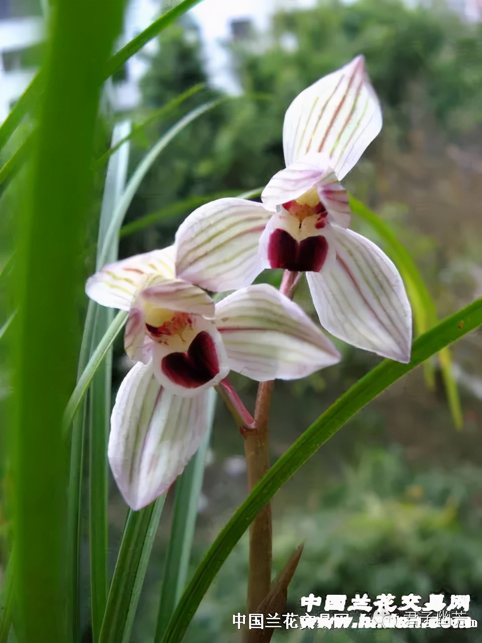 莲瓣兰心心相印种植基地,心心相印莲瓣兰谁种得最多