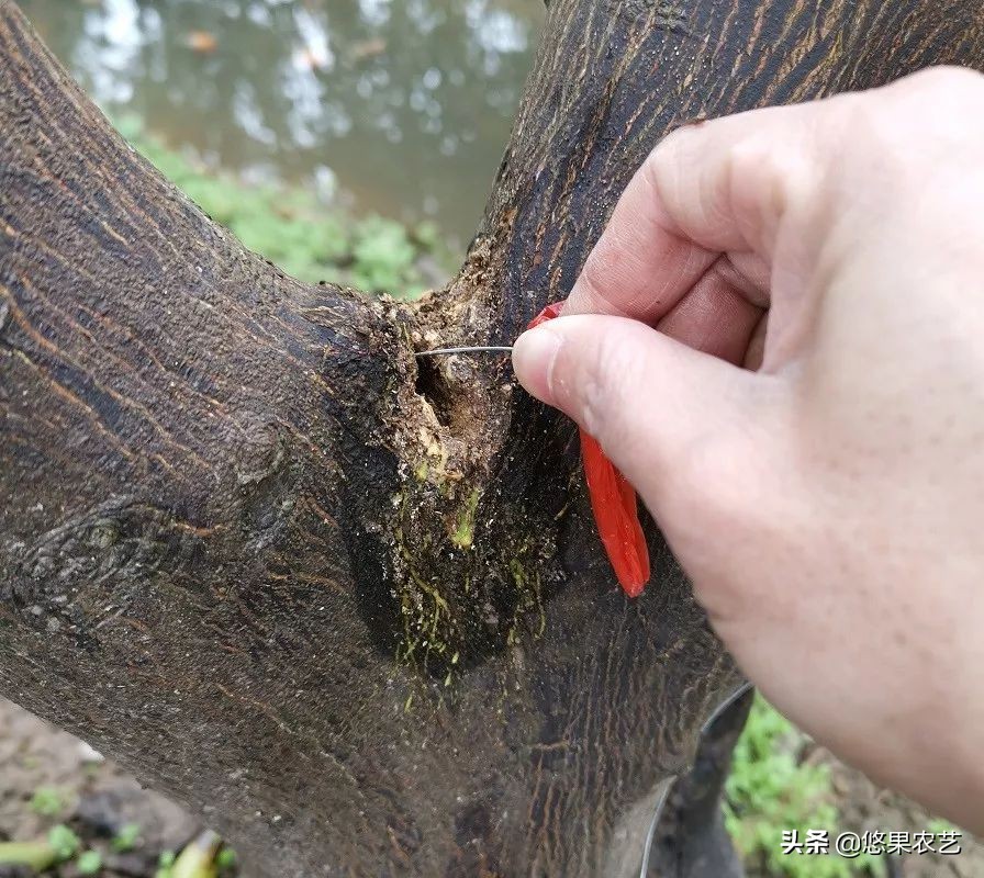 柑橘天牛危害案例,氯氰敌百虫治柑橘树干上天牛