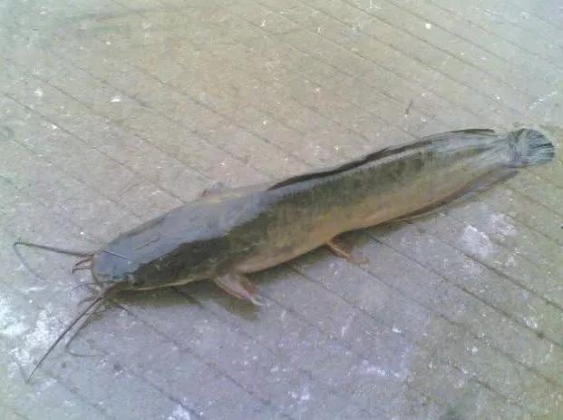 捕获巨型黄金鱼,山东捕获黄金鲶鱼