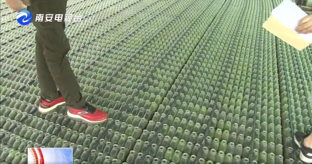 90后小伙的“斗鱼”梦：泰国斗鱼从南安“游”到全国各地！