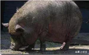 如何看待为了保护动物而吃素,素食拯救了我的生命